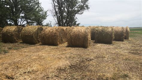 Featured Valley Center, <b>Kansas</b> Large round along with small square bales of 2nd cutting premium quality green leafy alfalfa coop treated. . Hay for sale southeast kansas